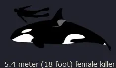 An image showing a size of an orca in comparison to a human, with cropped description saying "5.4 meter (18 foot) female killer".